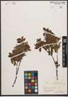 Foto von Salix waldsteiniana Willd.